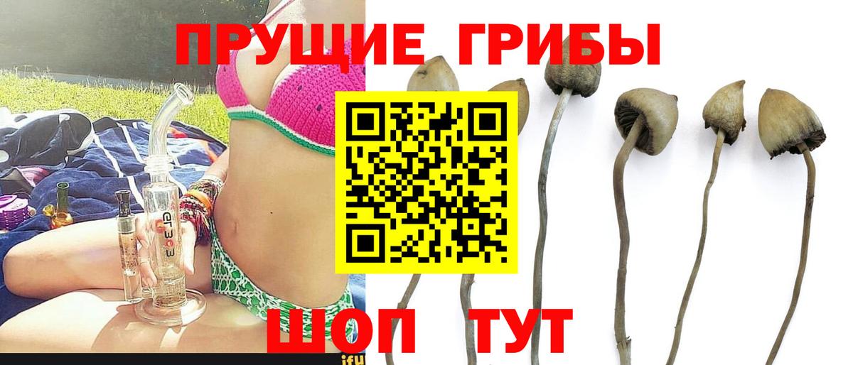 где продают   Вход с VPN  Кыштым  Псилоцибиновые грибы Magic Shrooms 